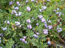 Photo taken along 17-Mile Drive © 2004 Bob Huettmann. 